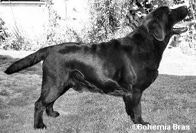 Labrador retriever CHATAWAY Bohemia Bras