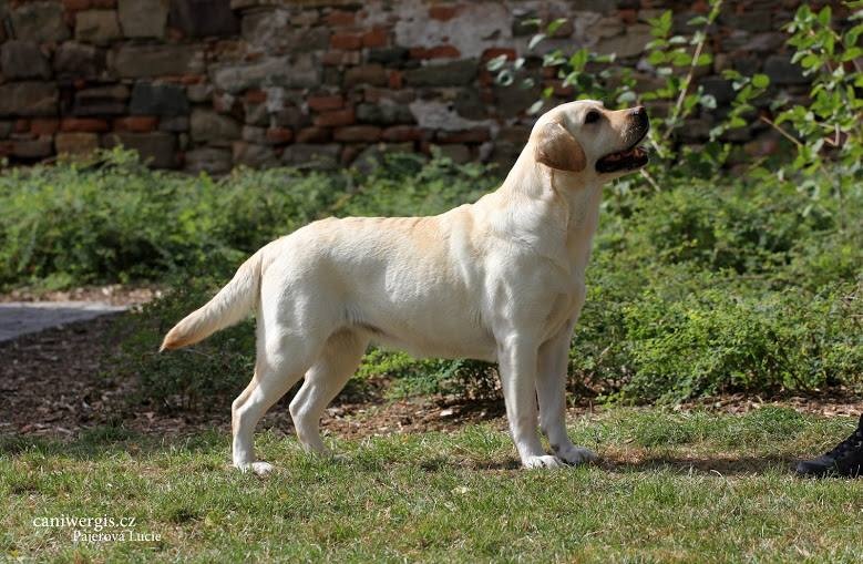 Labrador retriever Oxana Ex Duria