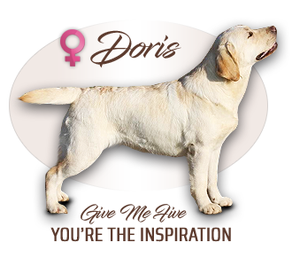 Labrador retriever Give Me Five You´re The Inspiration