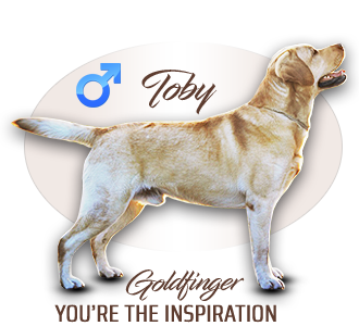 Labrador retriever GOLDFINGER You´re The Inspiration