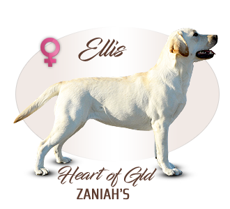 Labrador retriever Zaniah’s Heart of Gold