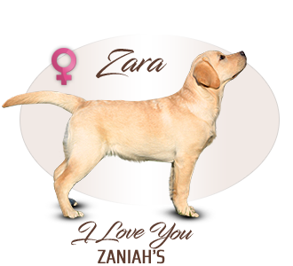 Labrador retriever Zaniah's I Love You