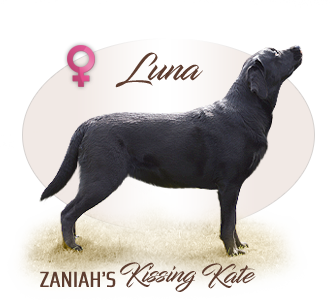 Labrador retriever Zaniah's Kissing Kate