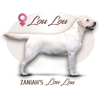 Labrador retriever Zaniah's Lou Lou